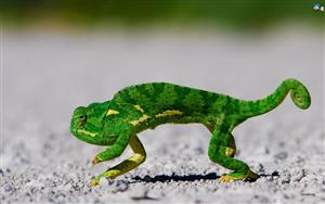 Chameleon