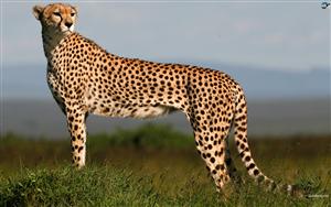 Cheetah