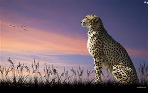 Cheetah