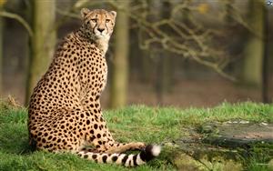 Cheetah