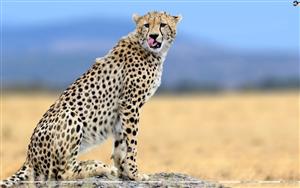 Cheetah