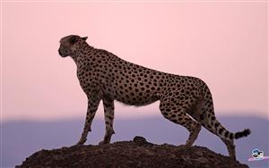 Cheetah