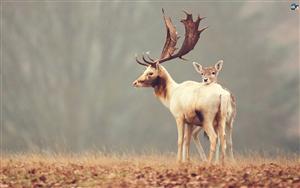 Deers