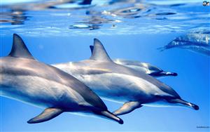 Dolphins