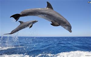 Dolphins