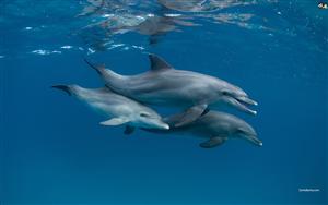 Dolphins