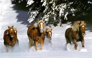 Horses