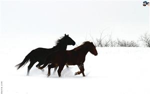 Horses