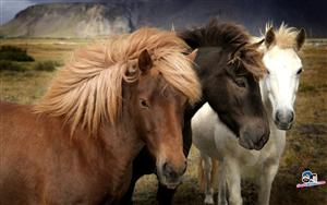 Horses