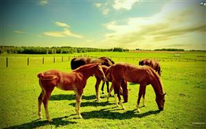 Horses