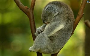 Koalas