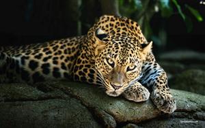 Leopards