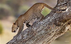 Leopards