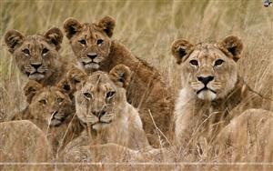 Lions