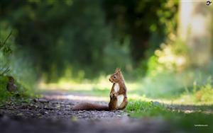 Squirrel