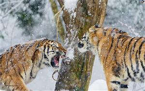 Tigers