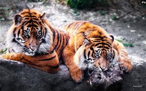 Tigers