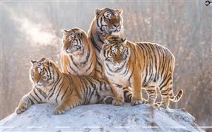 Tigers