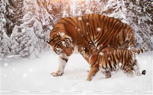 Tigers