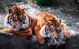 Tigers