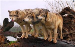 Wolves