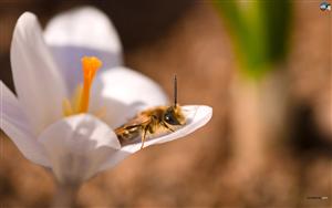 Crocuses