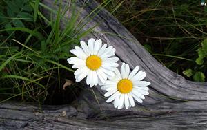 Daisies