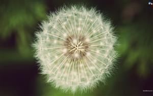 Dandelion