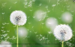 Dandelion