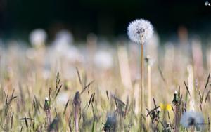 Dandelion