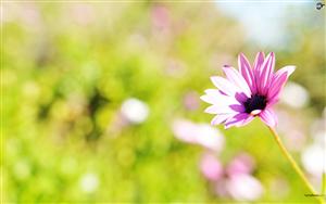 Gazania