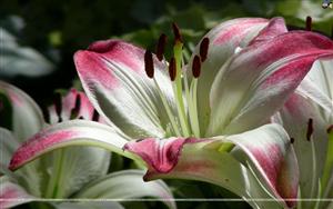 Lilies