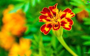 Marigolds