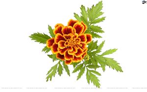 Marigolds