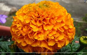 Marigolds