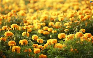 Marigolds