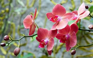 Orchids