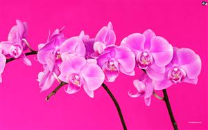 Orchids