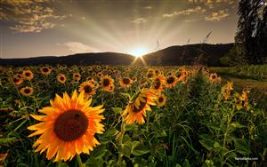 Sunflowers