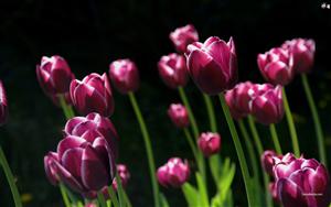 Tulips