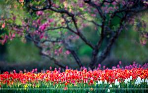 Tulips