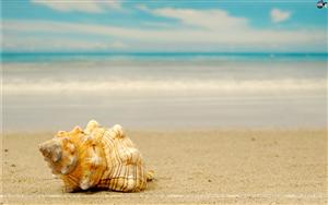 Seashells