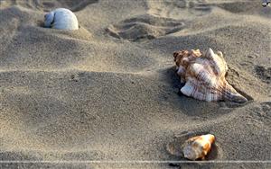 Seashells