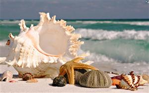 Seashells