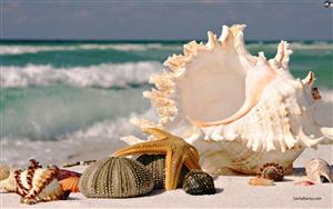 Seashells