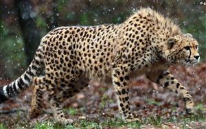 Cheetah