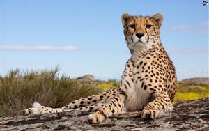 Cheetah