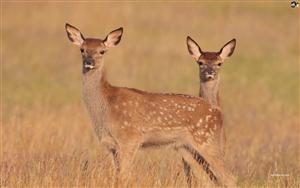 Deers