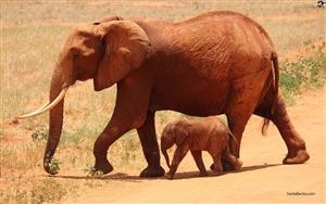 Elephants