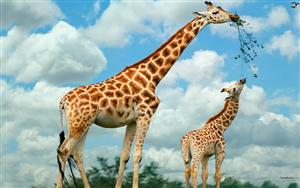 Giraffes